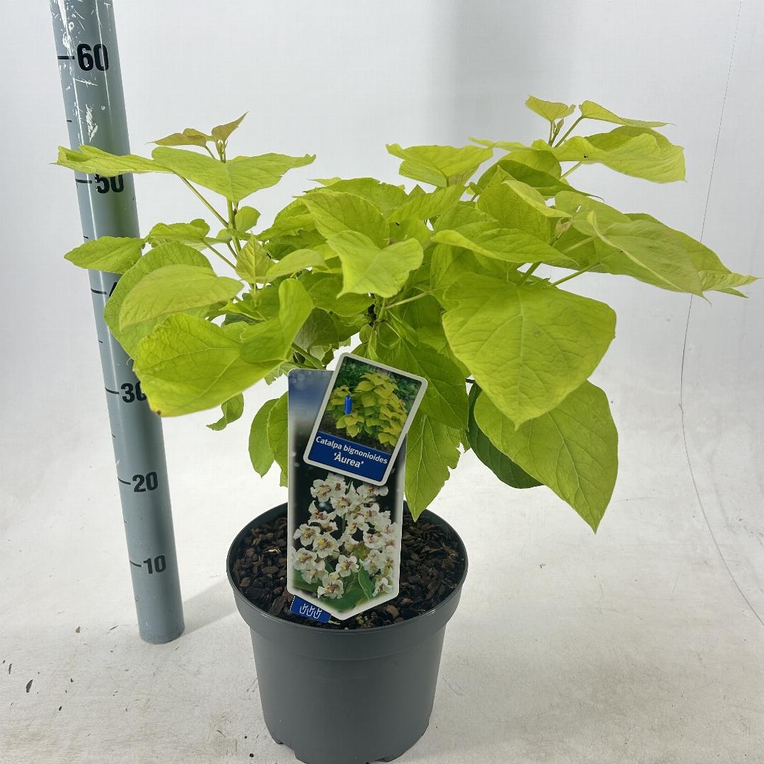 Catalpa bignonioides Aurea 40-50, C5, STR