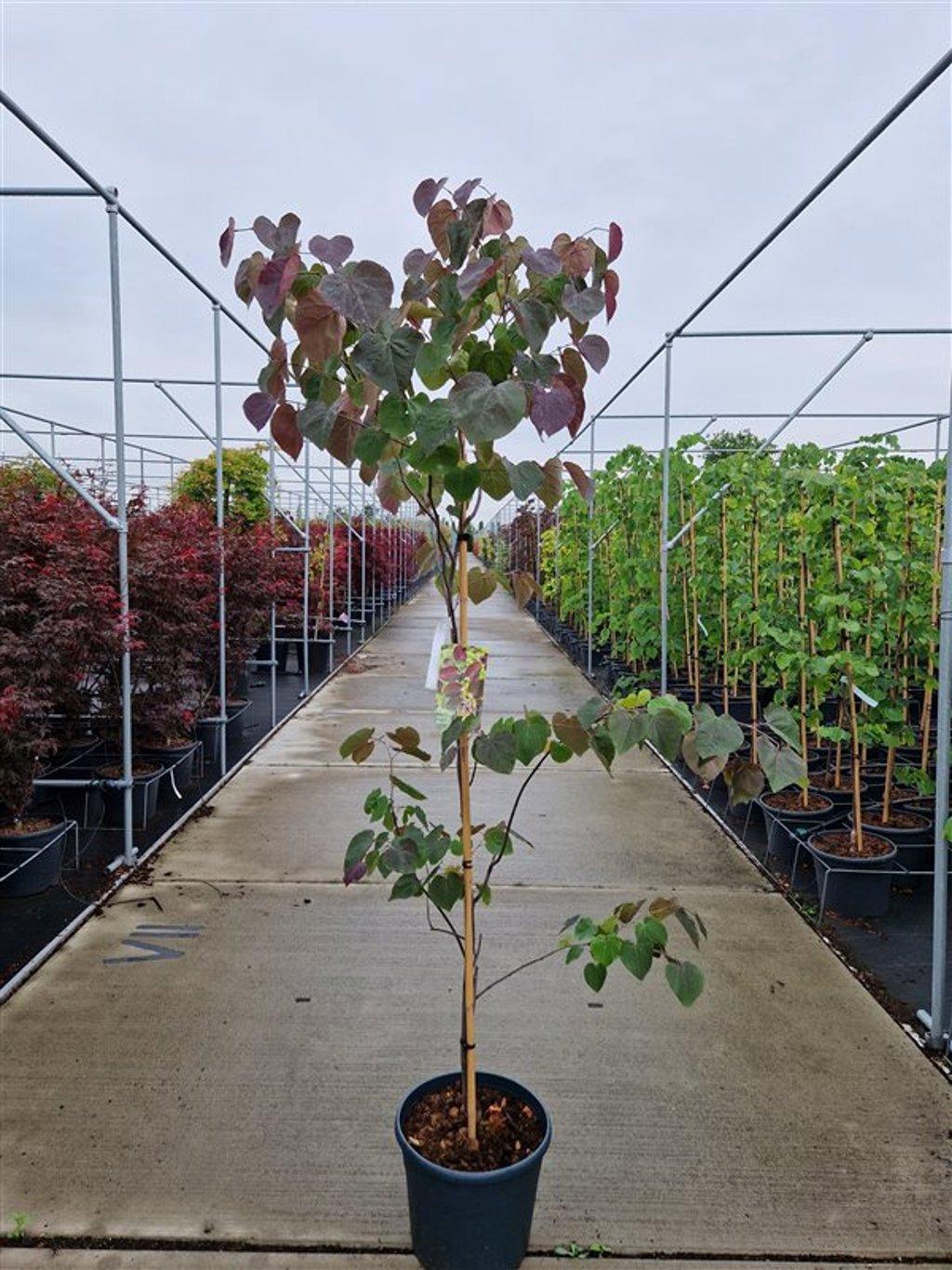 Cercis canadensis Merlot 175-200, C10, GEV