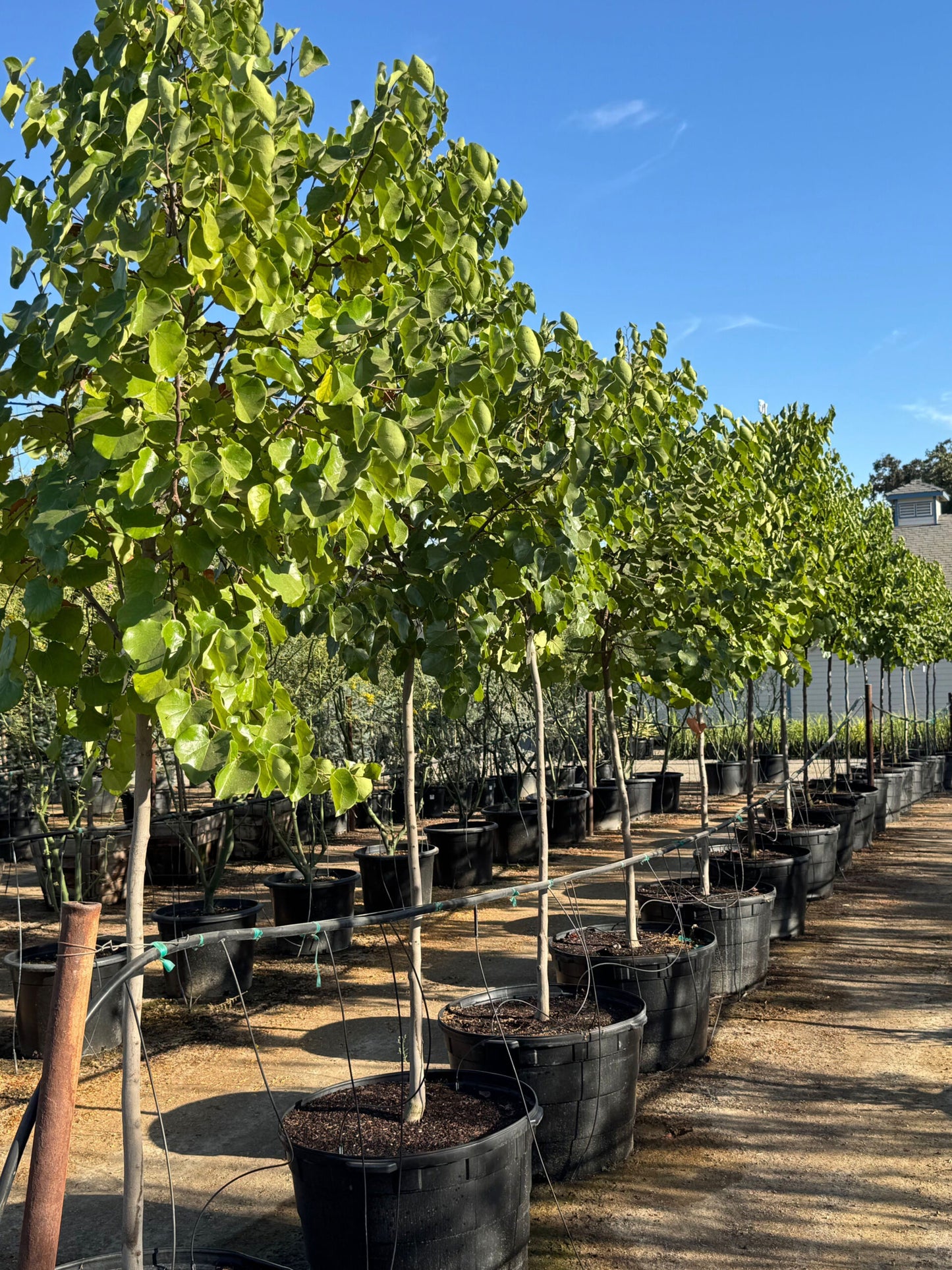 Cercis canadensis Oklahoma 175-200, C10, GEV