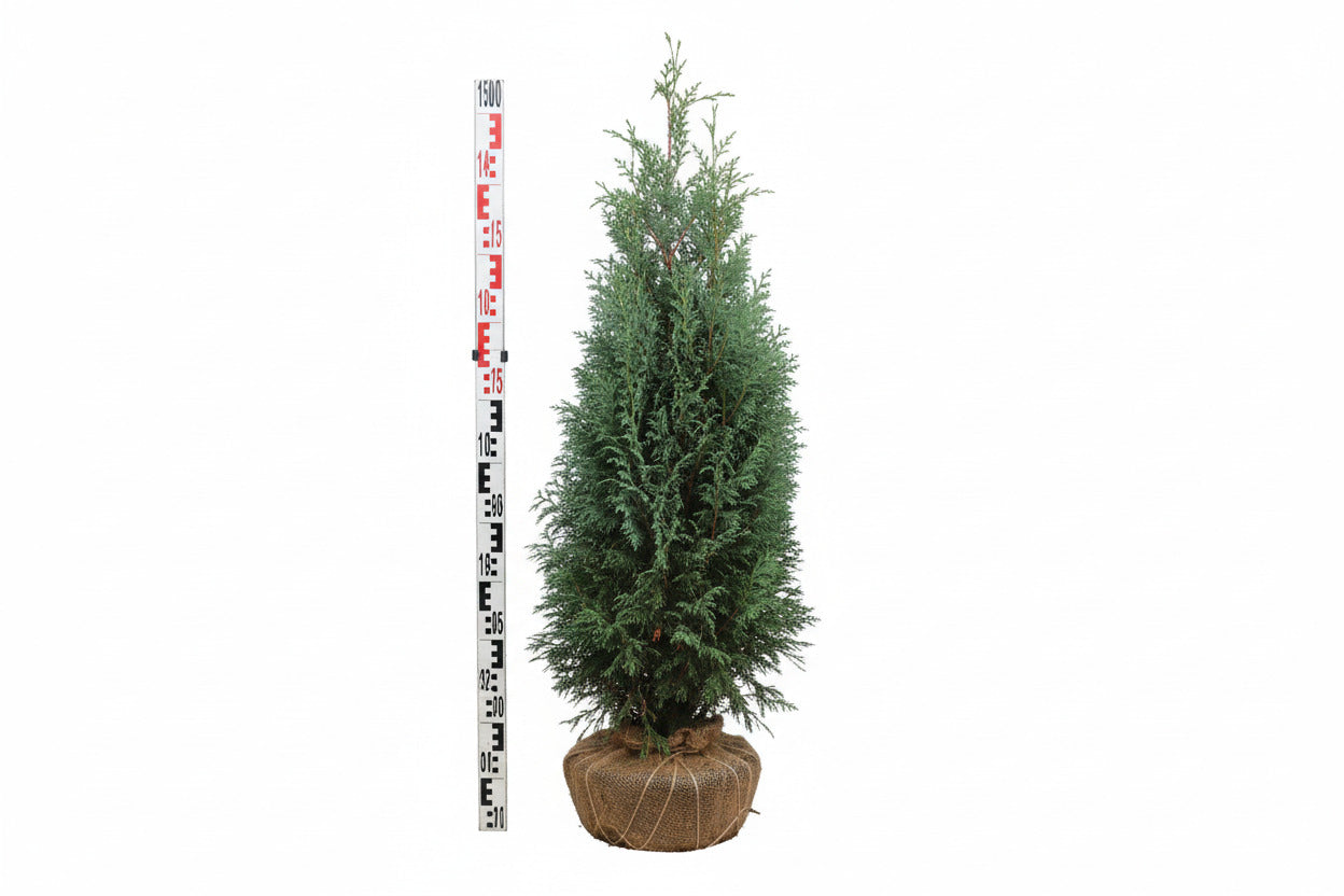 Chamaecyparis lawsoniana Columnaris 100-125, KL, JUTE