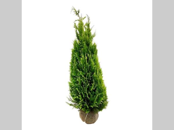 Chamaecyparis lawsoniana Ivonne 150-175, KL, JUTE