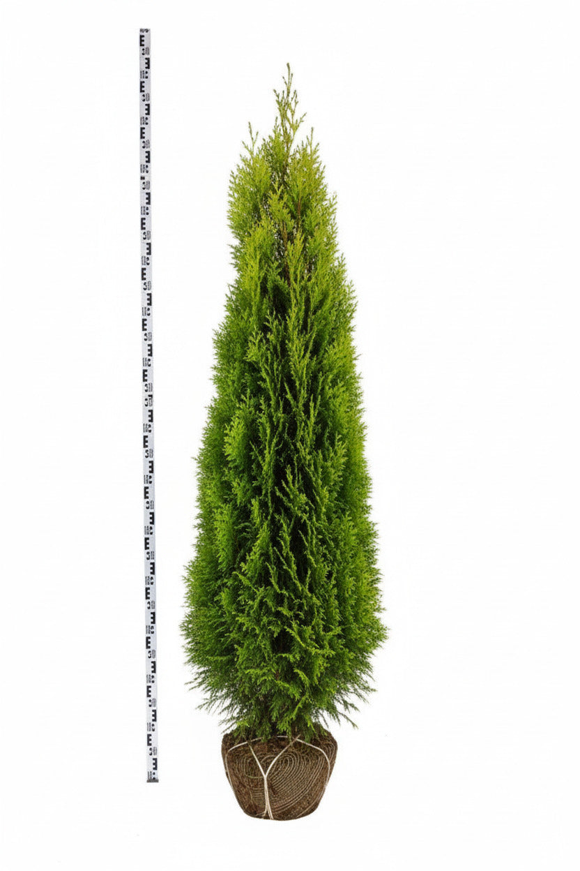 Chamaecyparis lawsoniana Ivonne 175-200, KL, JUTE