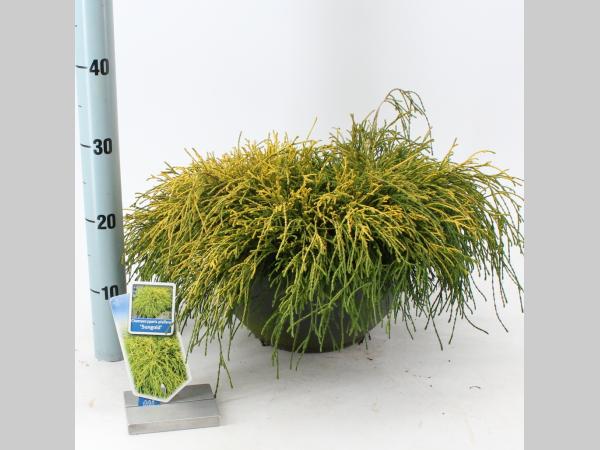 Chamaecyparis pisifera Sungold - 30-40, SCHAAL 7L
