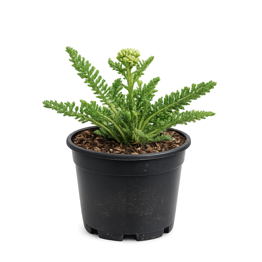 Acanthus mollis P9