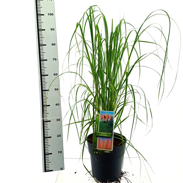 Cortaderia selloana 'Pink Feather' (roze pampasgras)