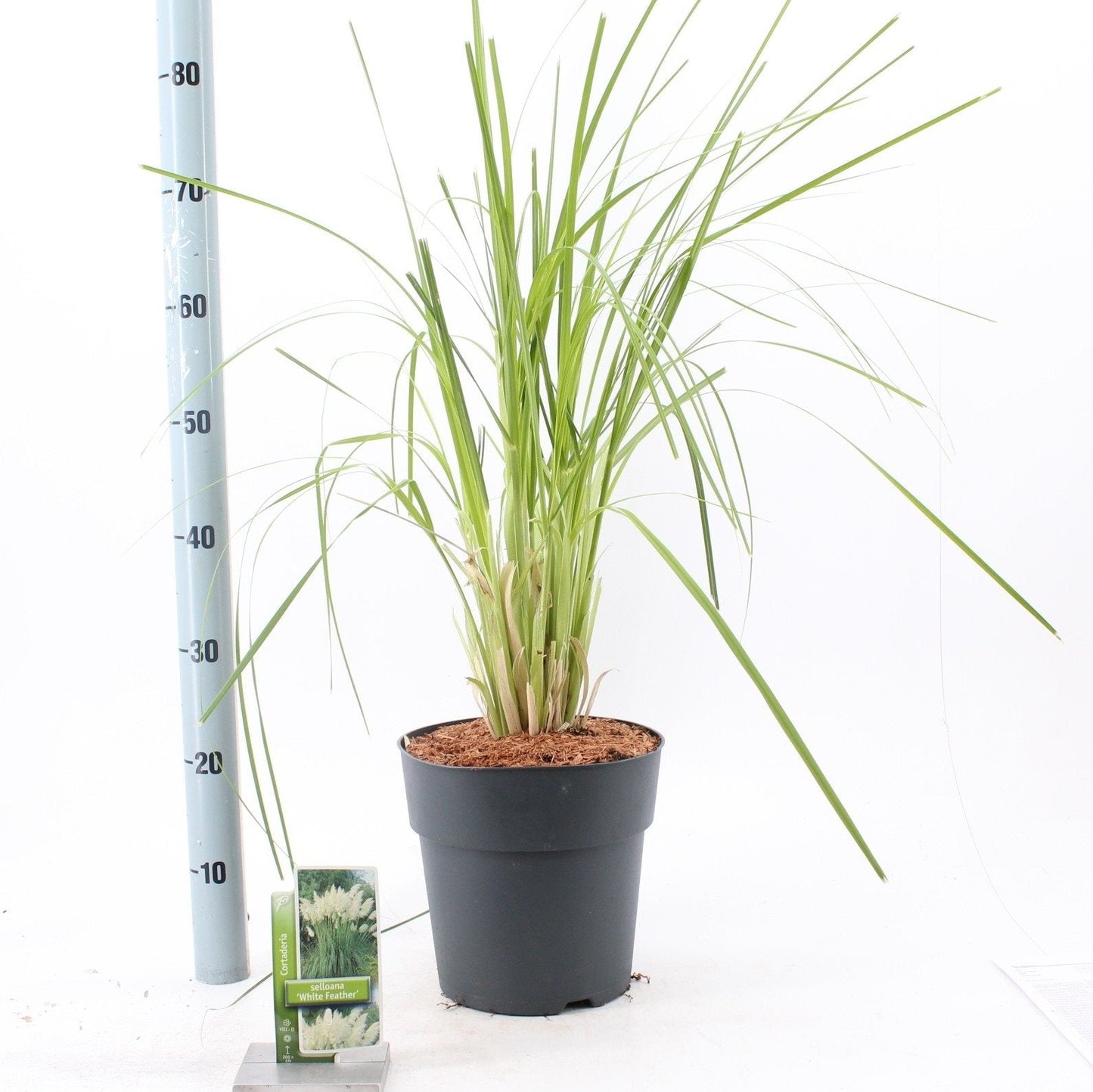 Cortaderia selloana 'White Feather' (wit pampasgras)