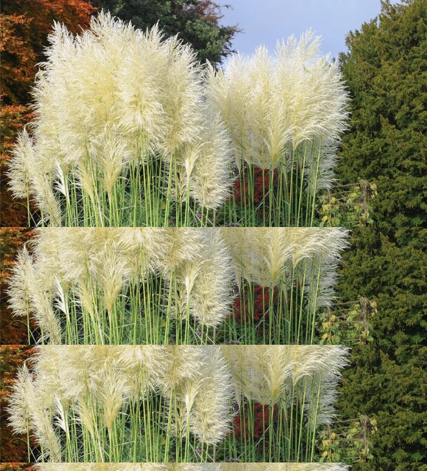 Cortaderia selloana 'White Feather' (wit pampasgras)