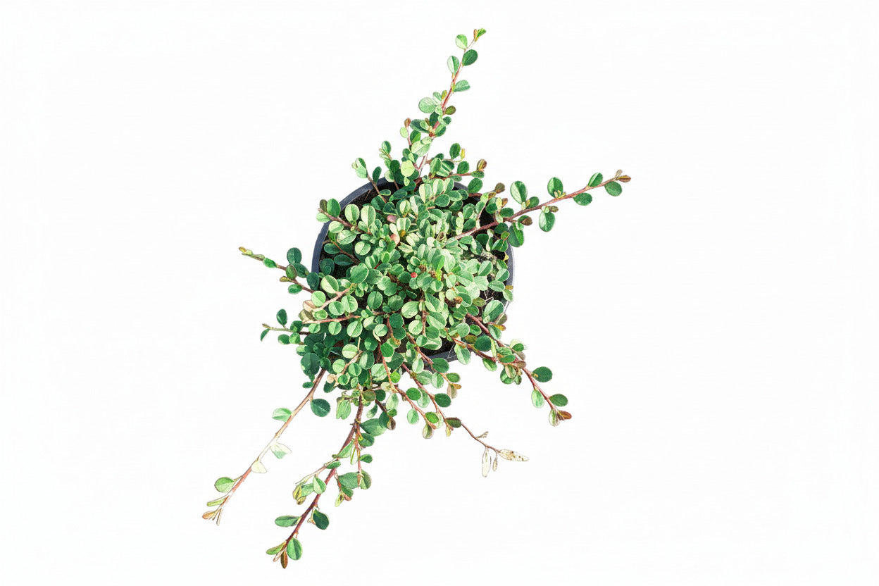 Cotoneaster Streib's Findling C1,5