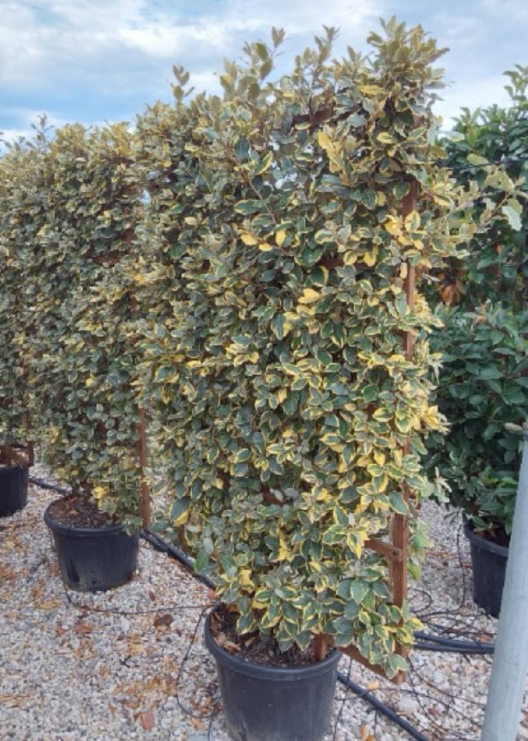 HUUR: Elaeagnus ebbingei 'Viveleg' - Bonte Olijwilghaag scherm 160x110cm