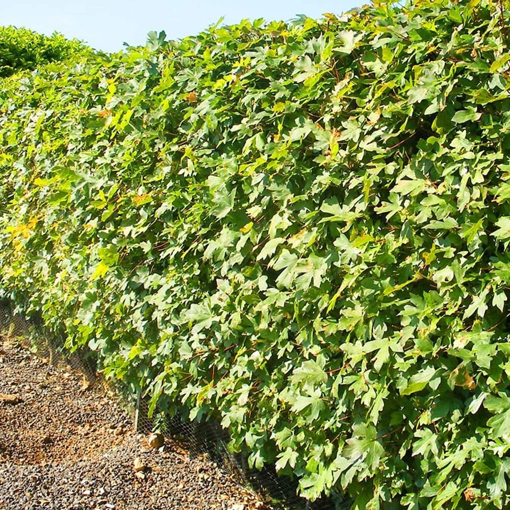 Acer campestre - veld-esdoorn c2 60/80
