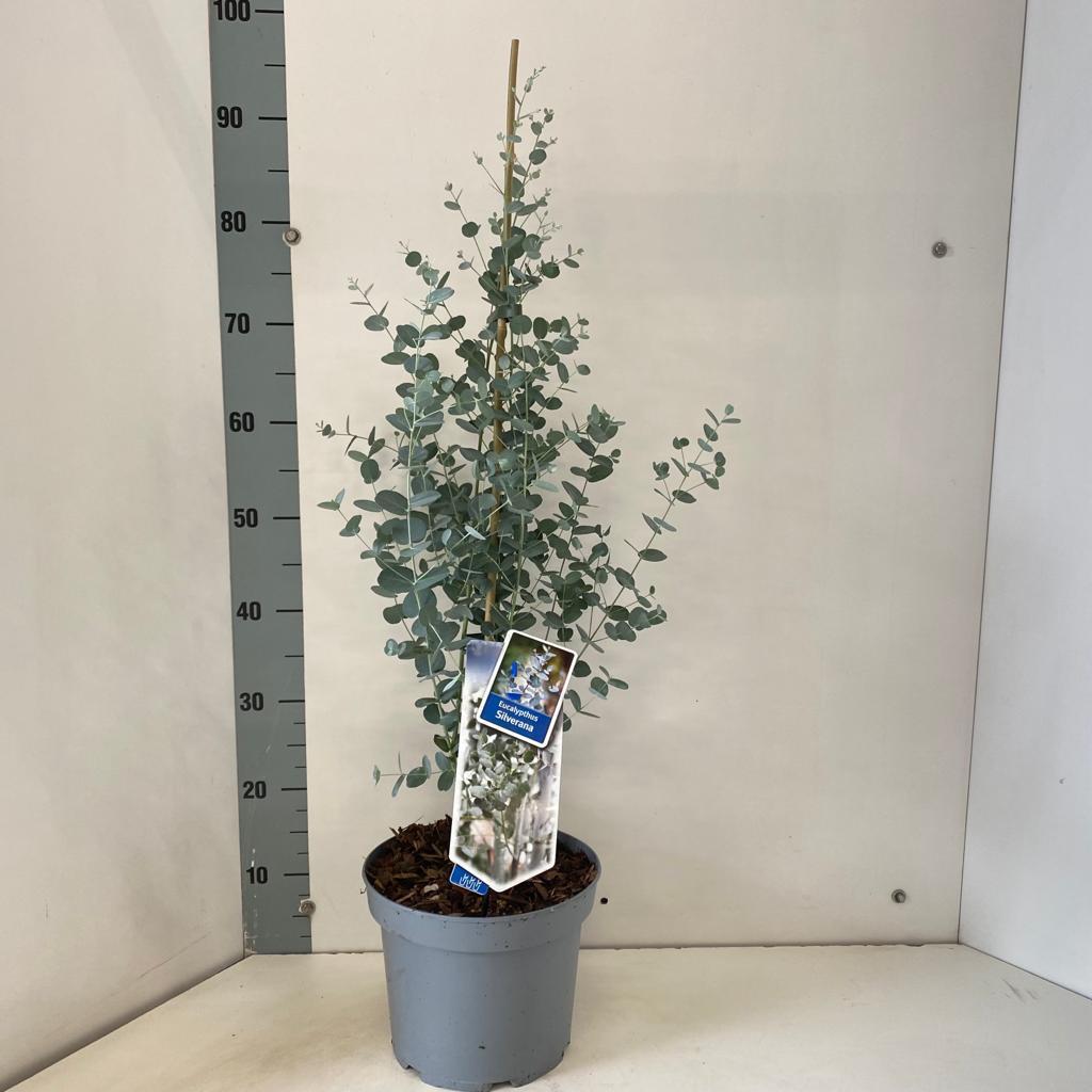 Eucalyptus gunnii Silverana 40-50, C3
