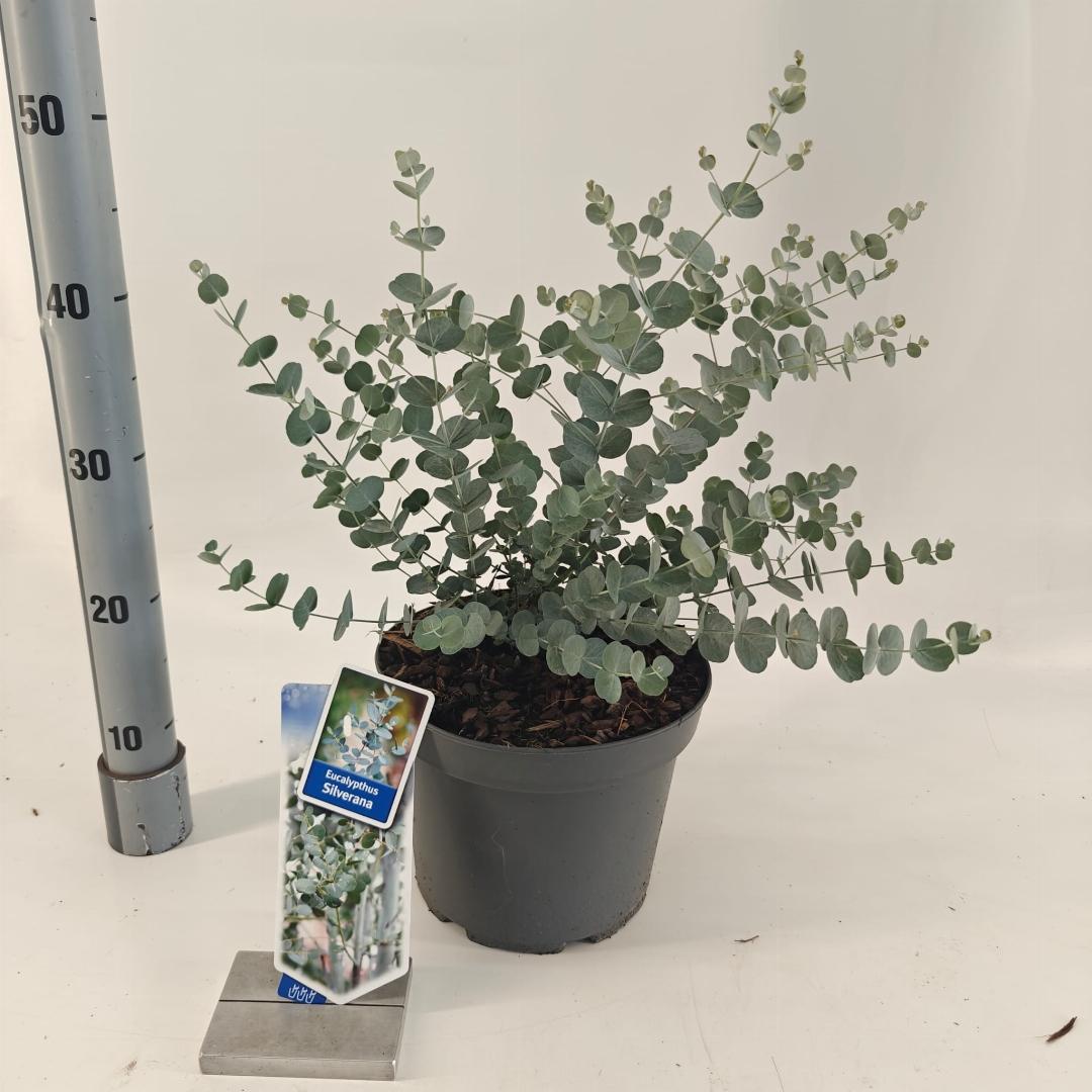 Eucalyptus gunnii Silverana 30-40, C5