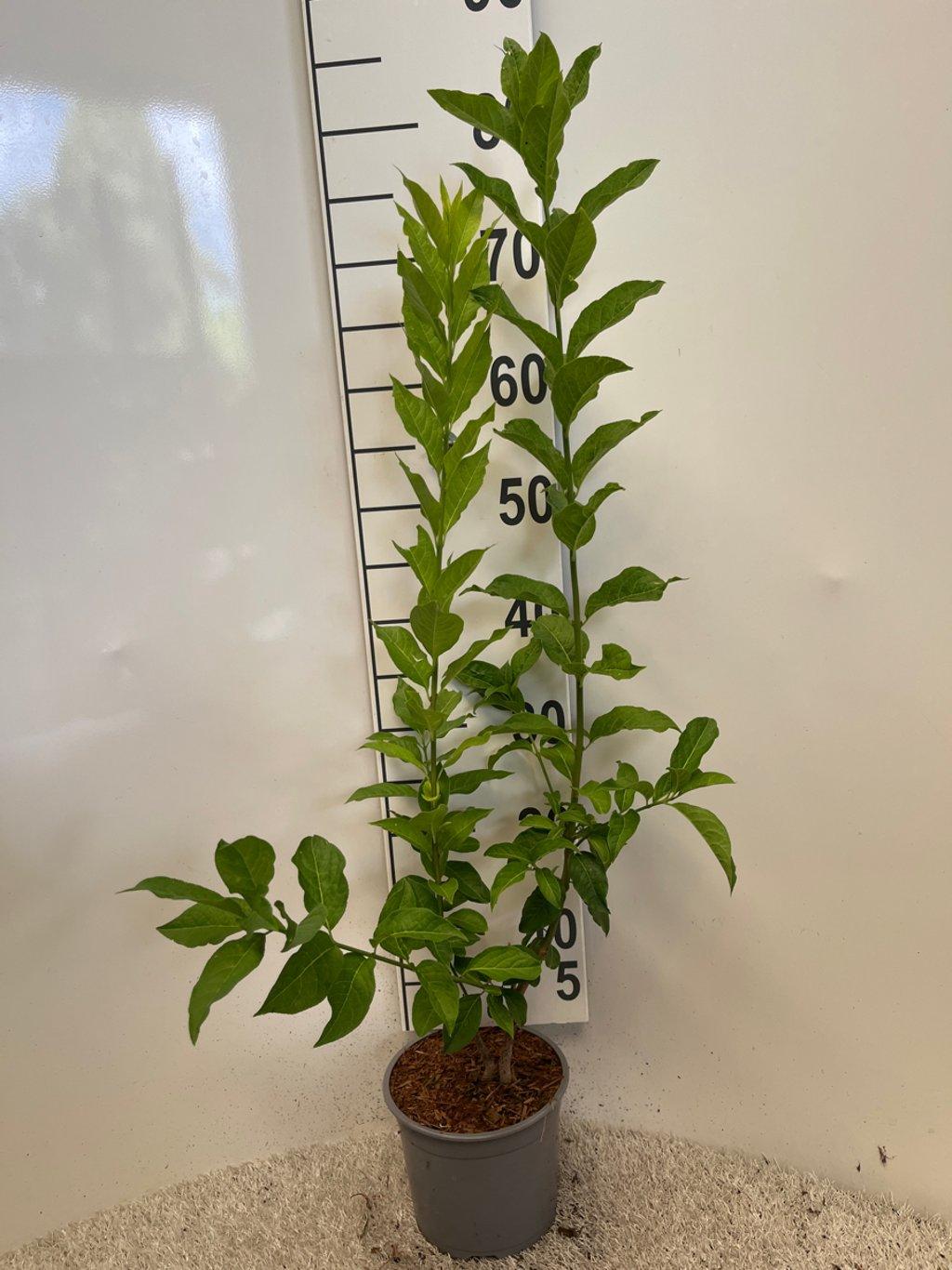 Euonymus europaeus C2 60-80cm