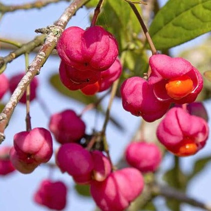 Euonymus europaeus - Wilde Kardinaalsmuts haag blote wortel