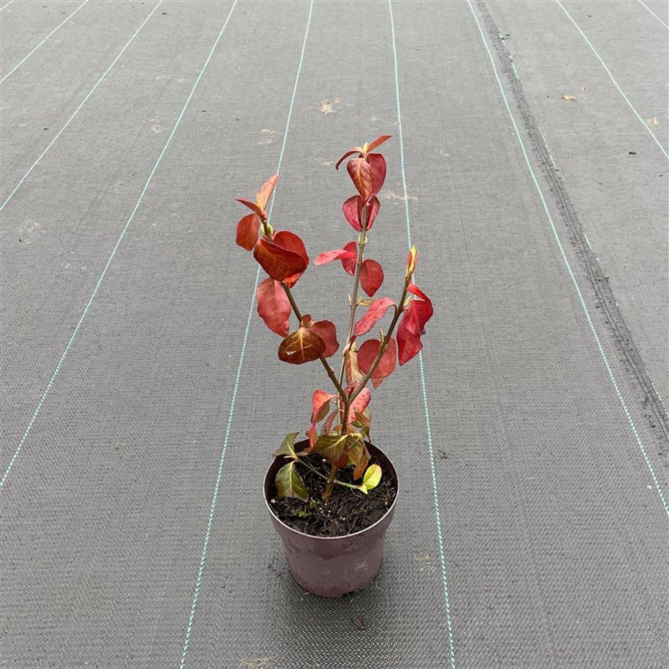 Euonymus Darts Blanket C1,5