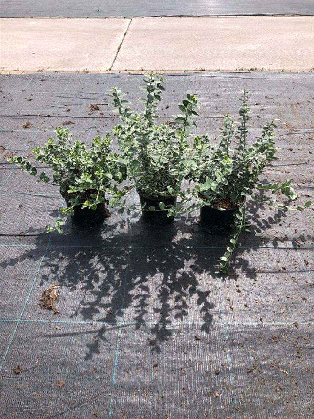 Euonymus fortunei Emerald Gaiety 20-25, C2