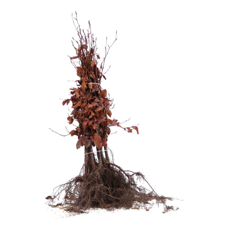 Fagus sylvatica - Groene beukenhaag blote wortel