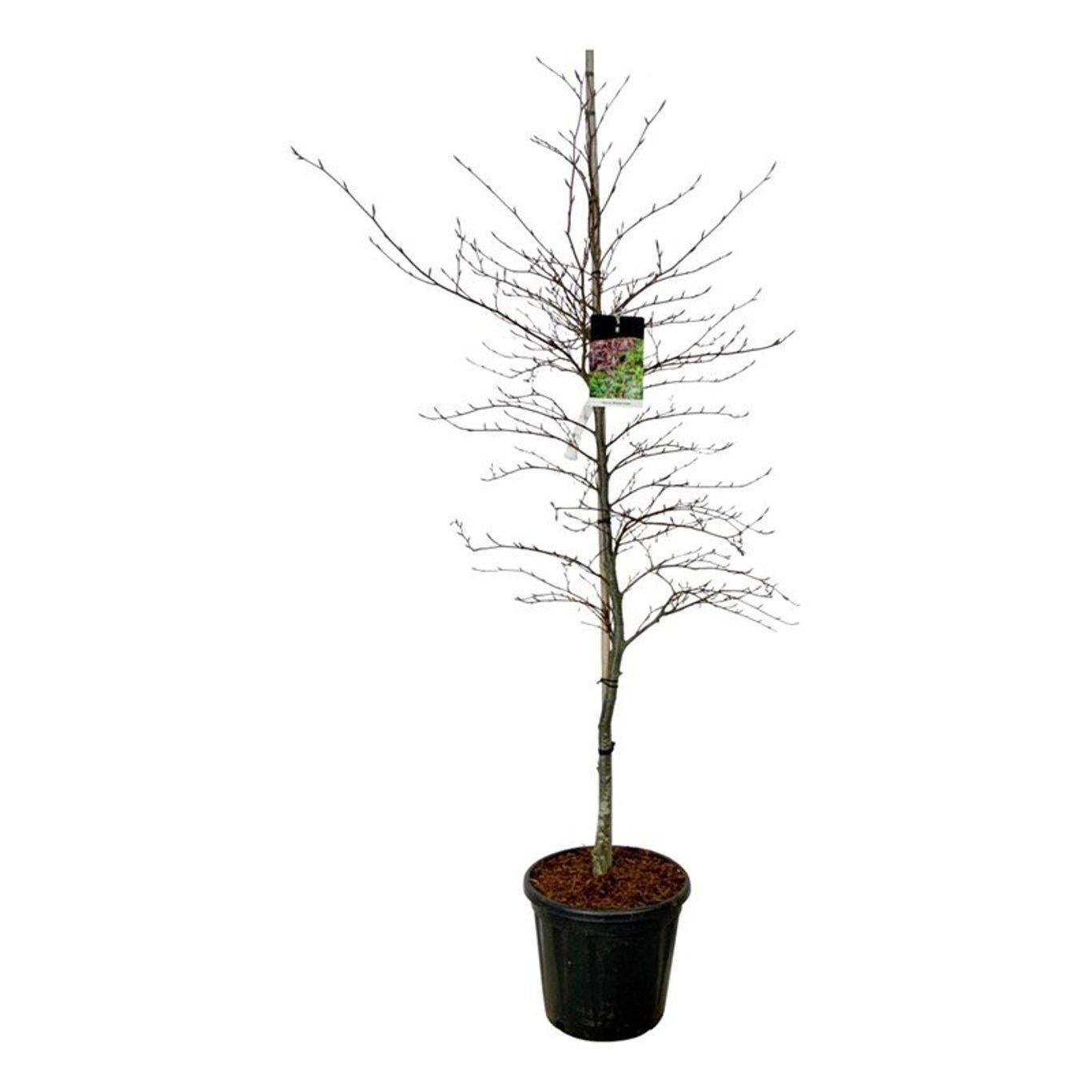 Fagus sylvatica Midnight Feather 175-200, C15, GEV