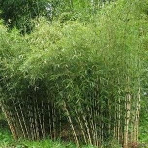 Fargesia robusta 'Campbell' (Niet woekerende bamboe)