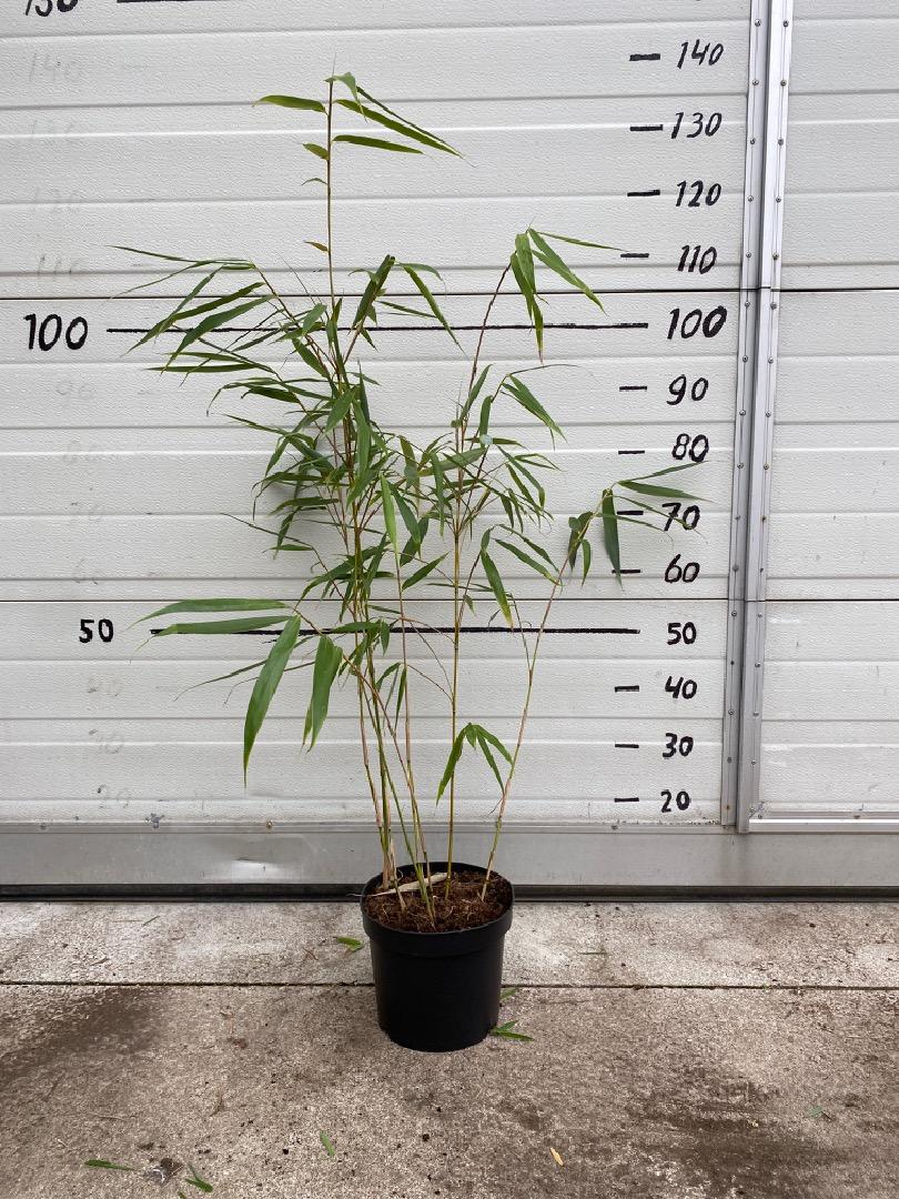 Fargesia robusta 'Wolong' - Niet woekerende bamboe 125-150cm