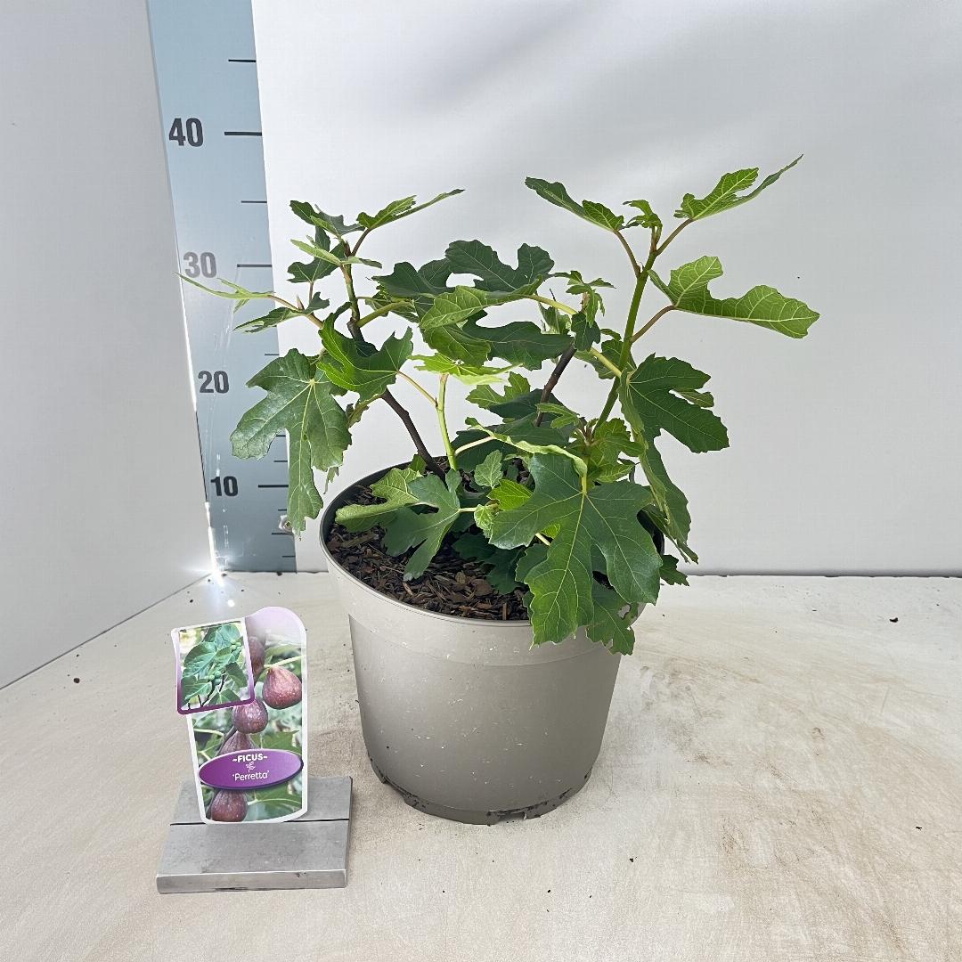 Ficus carica Gustissimo Perretta - 50-60, C5