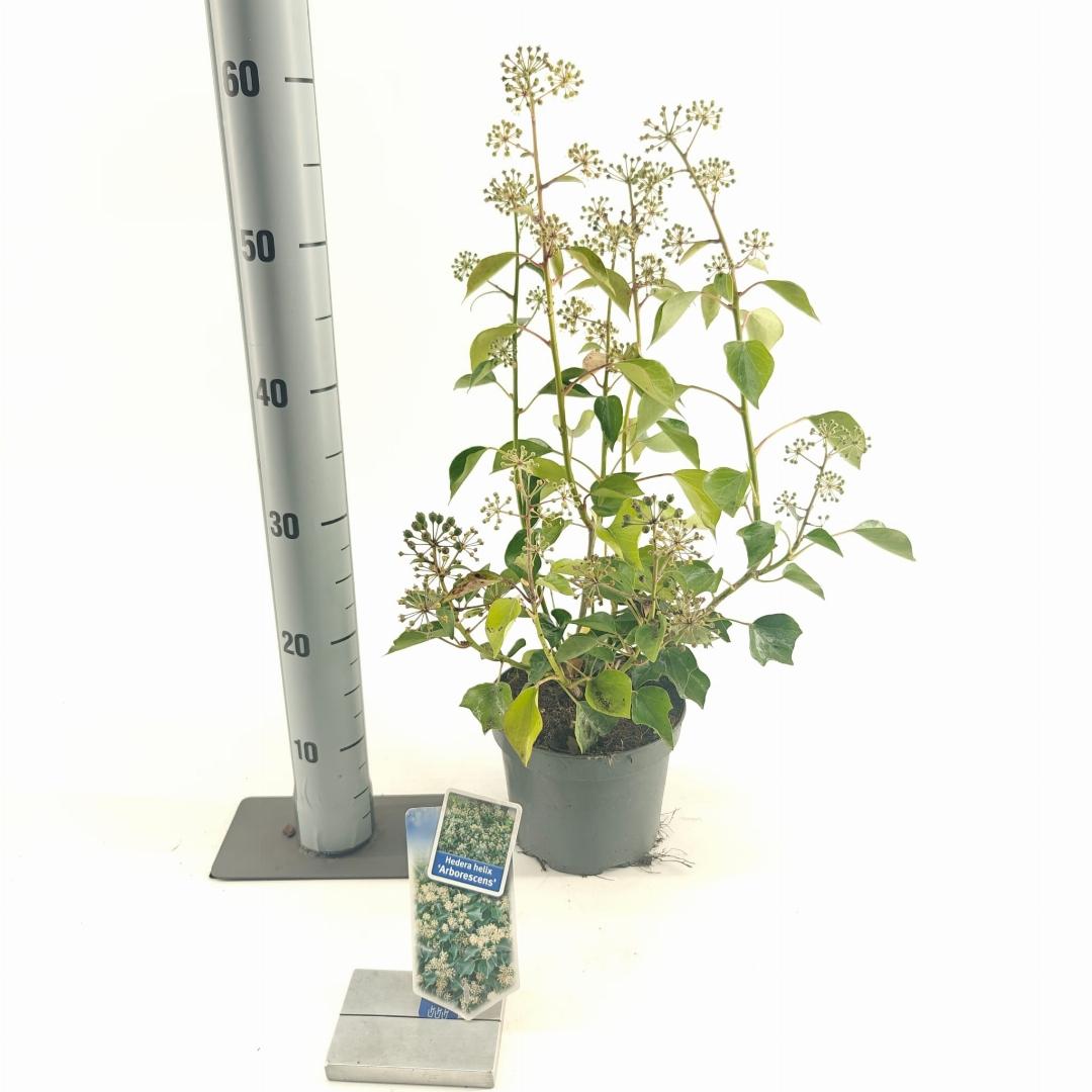 Hedera helix Arborescens 25-30, C2