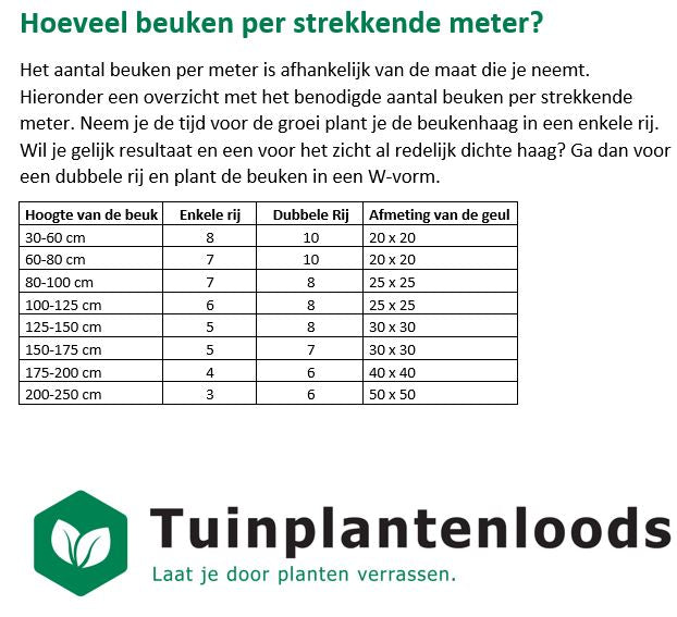Hoeveel Liguster per meter?