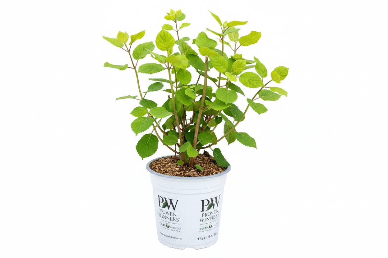 Hydrangea arborescens Pink Annabelle 40-50, C3