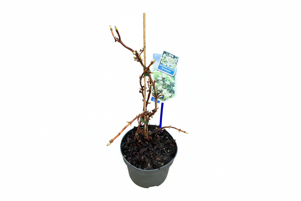 Hydrangea petiolaris - 40, C2, STOK