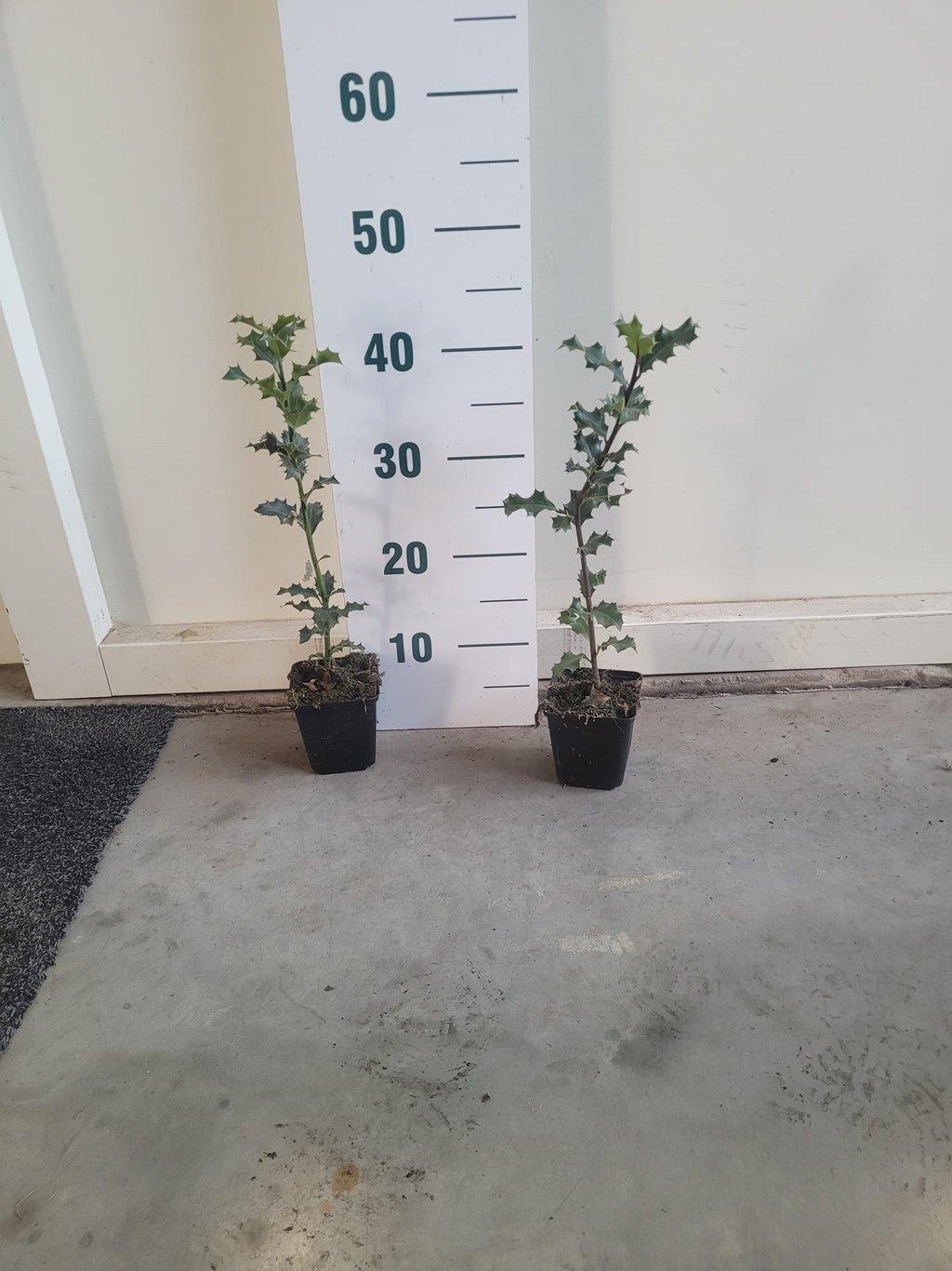 Ilex aquifolium P9 40-60cm