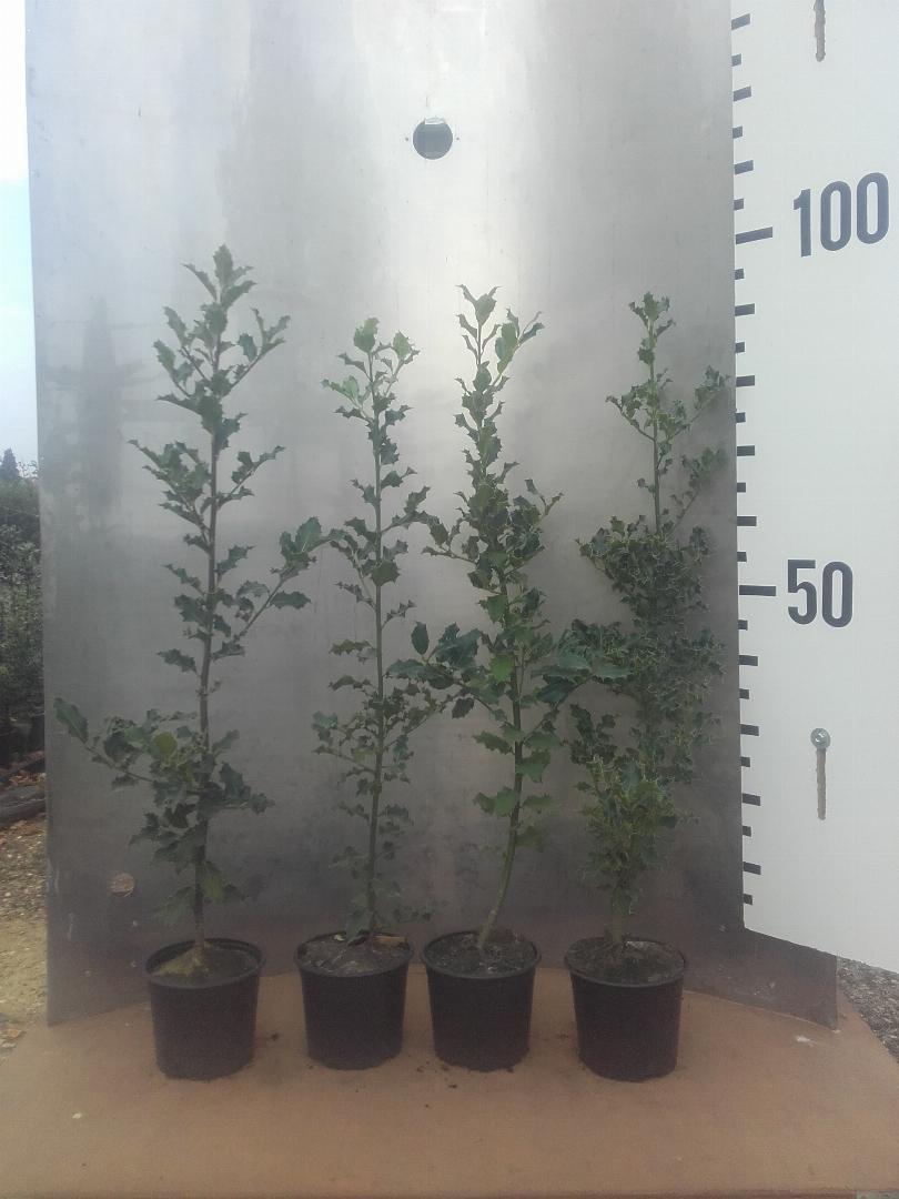 Ilex aquifolium C2 100cm