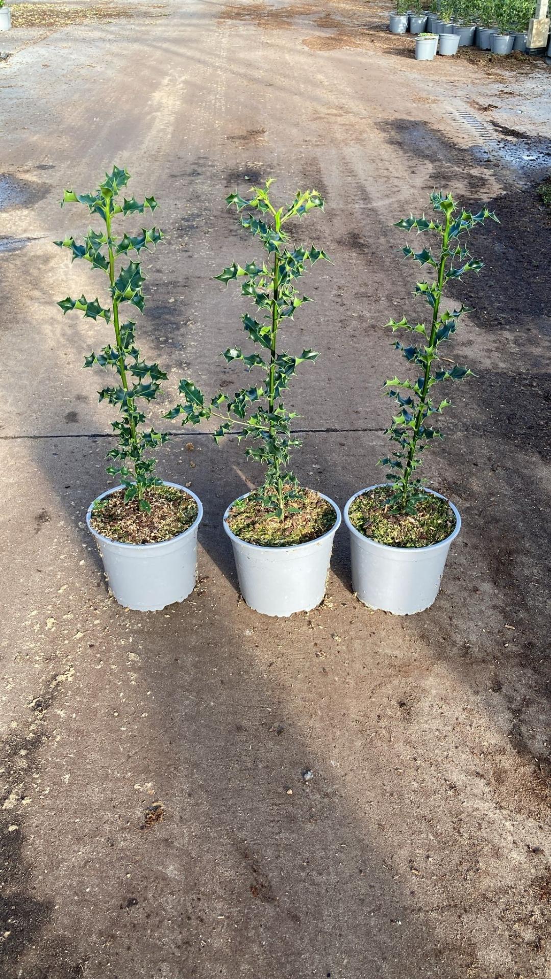 Ilex aquifolium C2 40-60cm