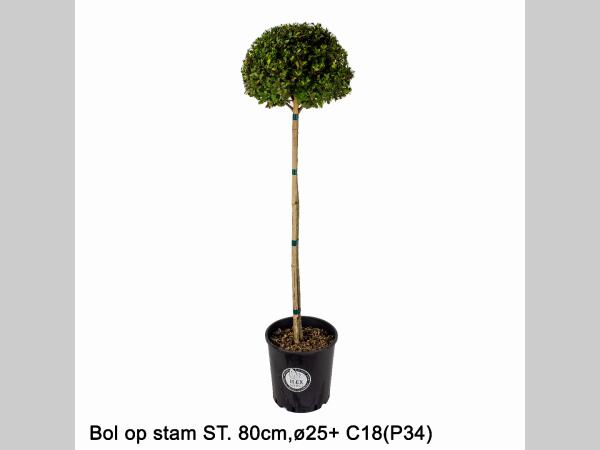 HUUR: Ilex crenata Dark Green vormen pakket