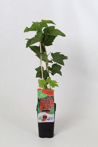 Ribes rubrum (red) 'Jonkheer van Tets' 60cm, c1,7
