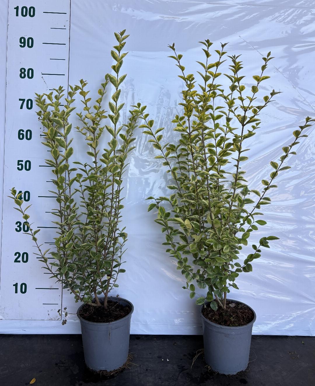 Ligustrum Aureum C2,5 60-80cm