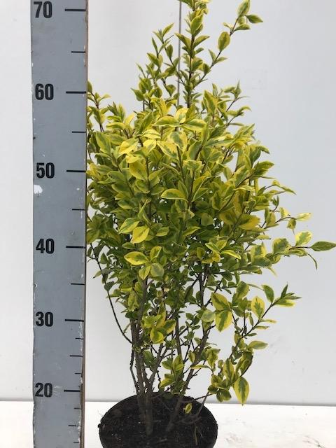 Ligustrum Aureum C2,5 40-60cm