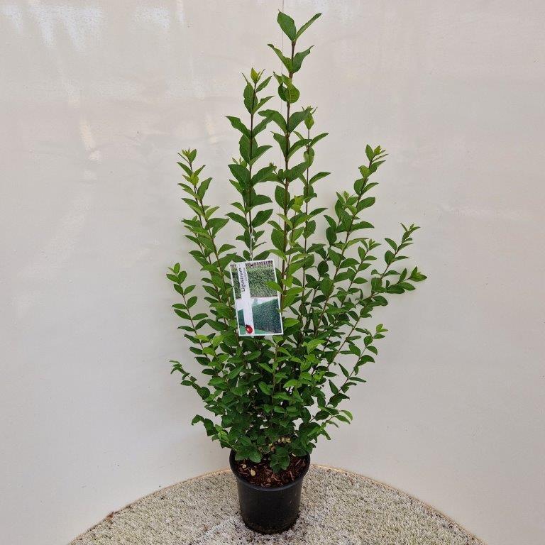 Ligustrum ovalifolium - 60-65, C4