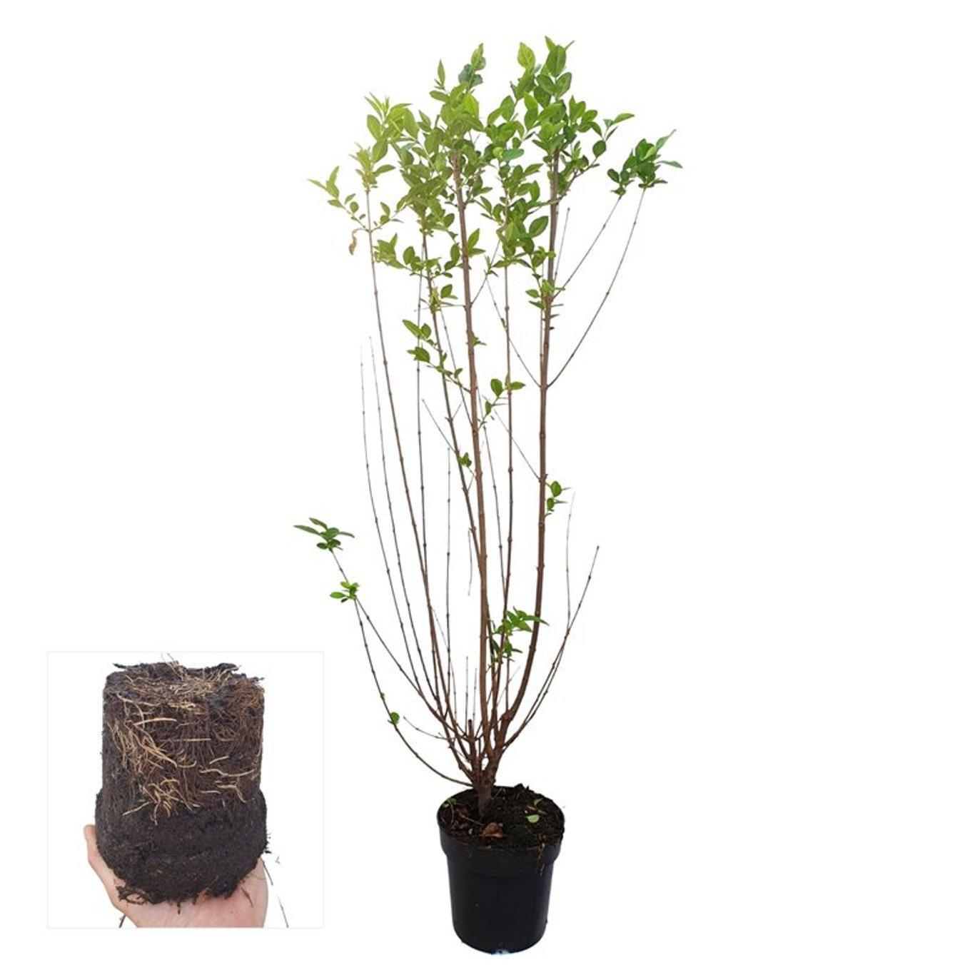 Ligustrum ovalifolium C5 100-125cm