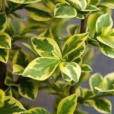 Ligustrum ovalifolium 'Aureum' - Wintergroene bonte liguster blote wortel