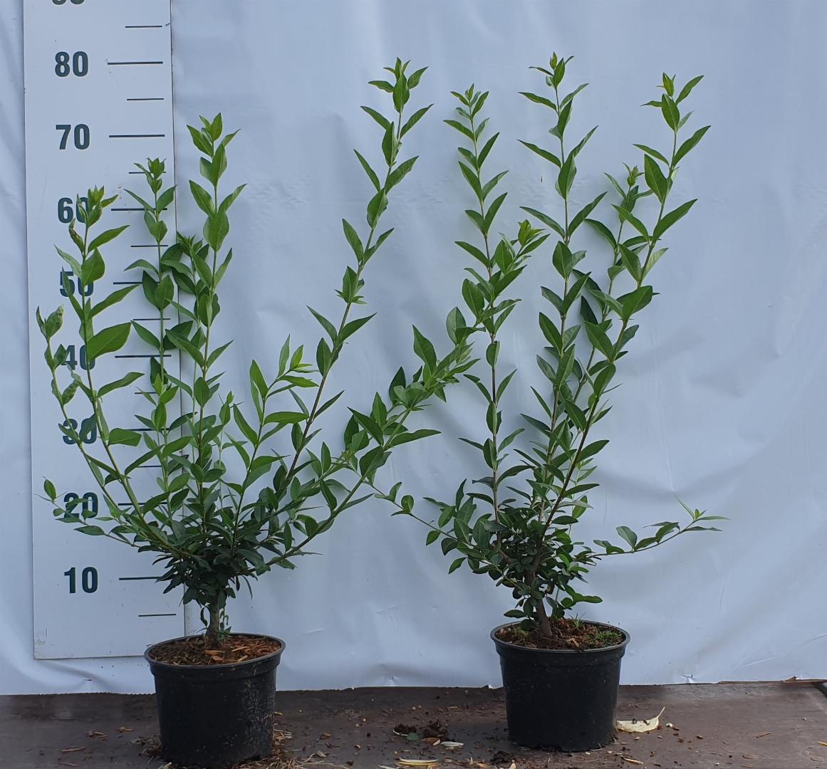 ligustrum vulgare C2 40-60cm