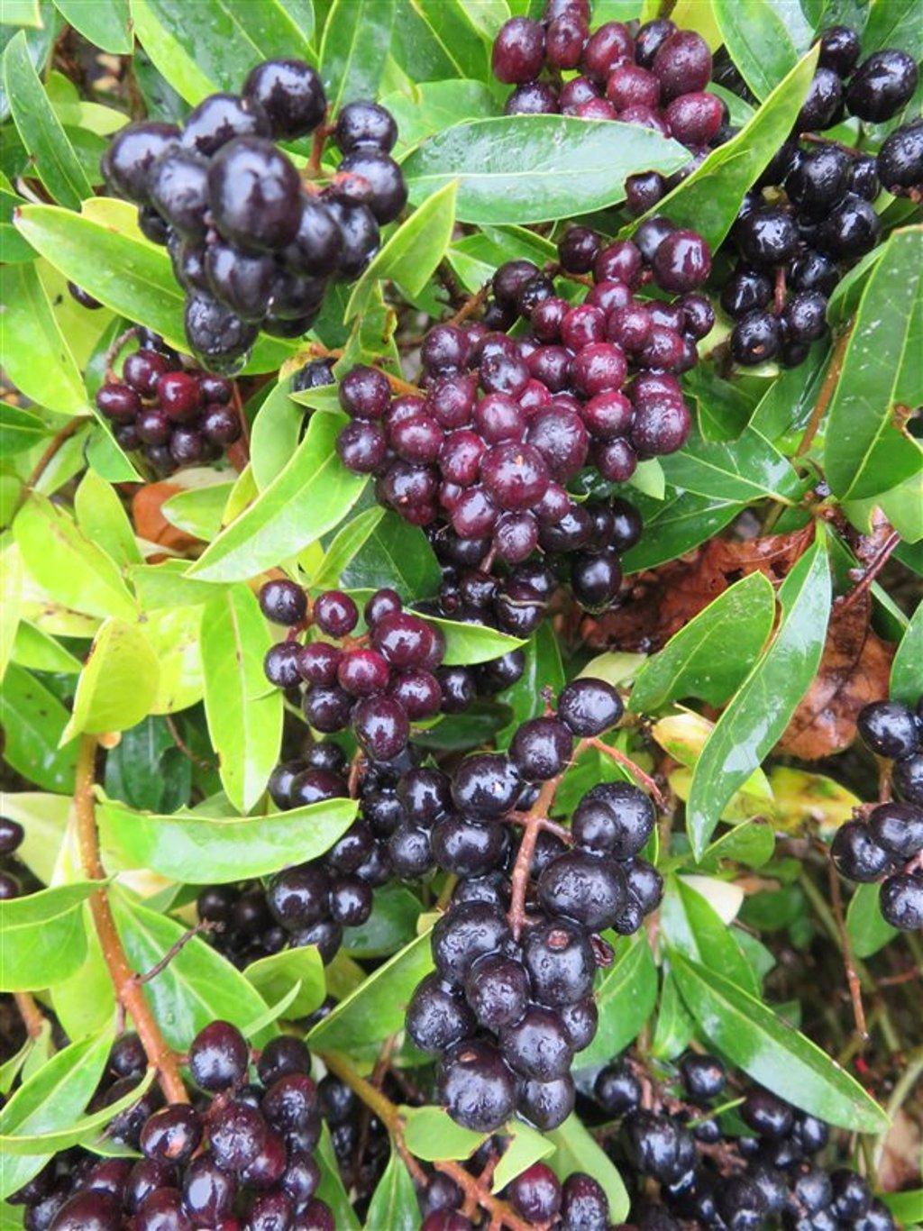 Ligustrum vulgare 'Lodense' - Dwergliguster blote wortel