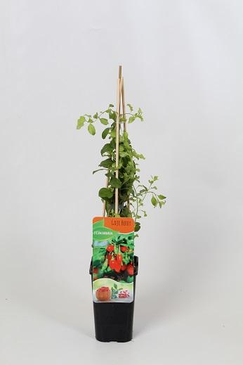 Lycium 'Barbarum' 60cm, c1,7