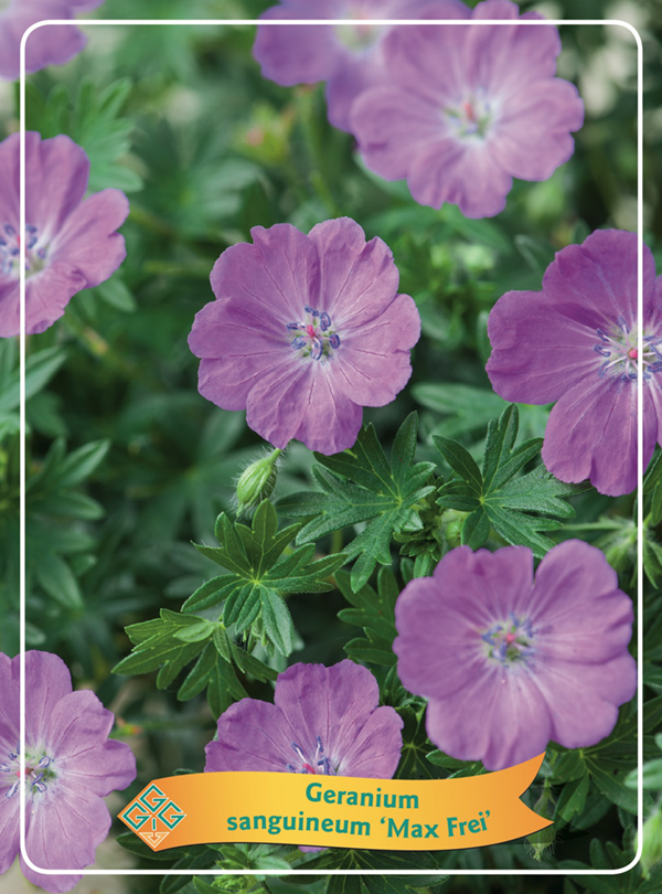 Geranium sanguineum 'Max Frei' – Ooievaarsbek (P11)