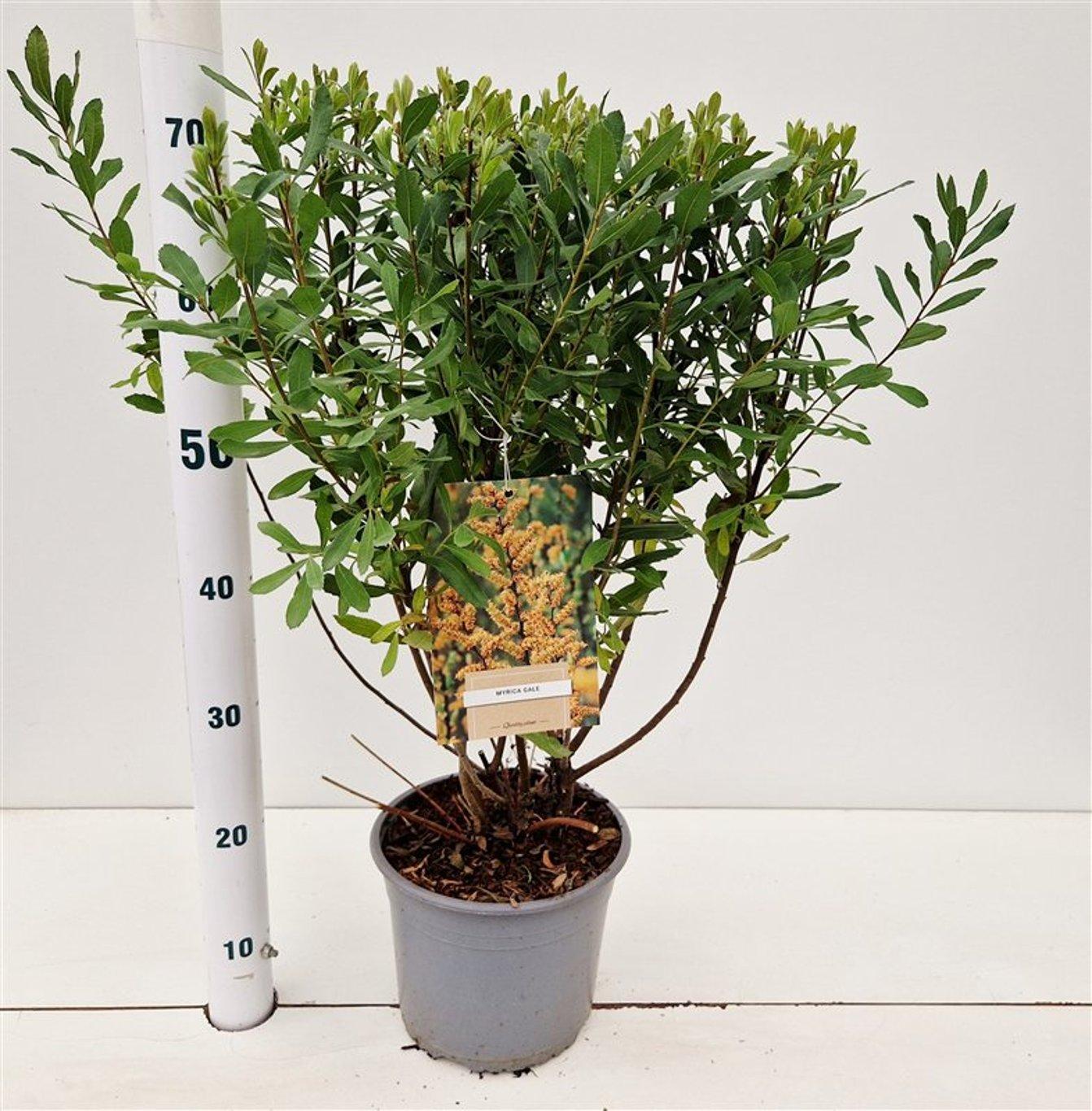 Myrica gale C2 40-60cm