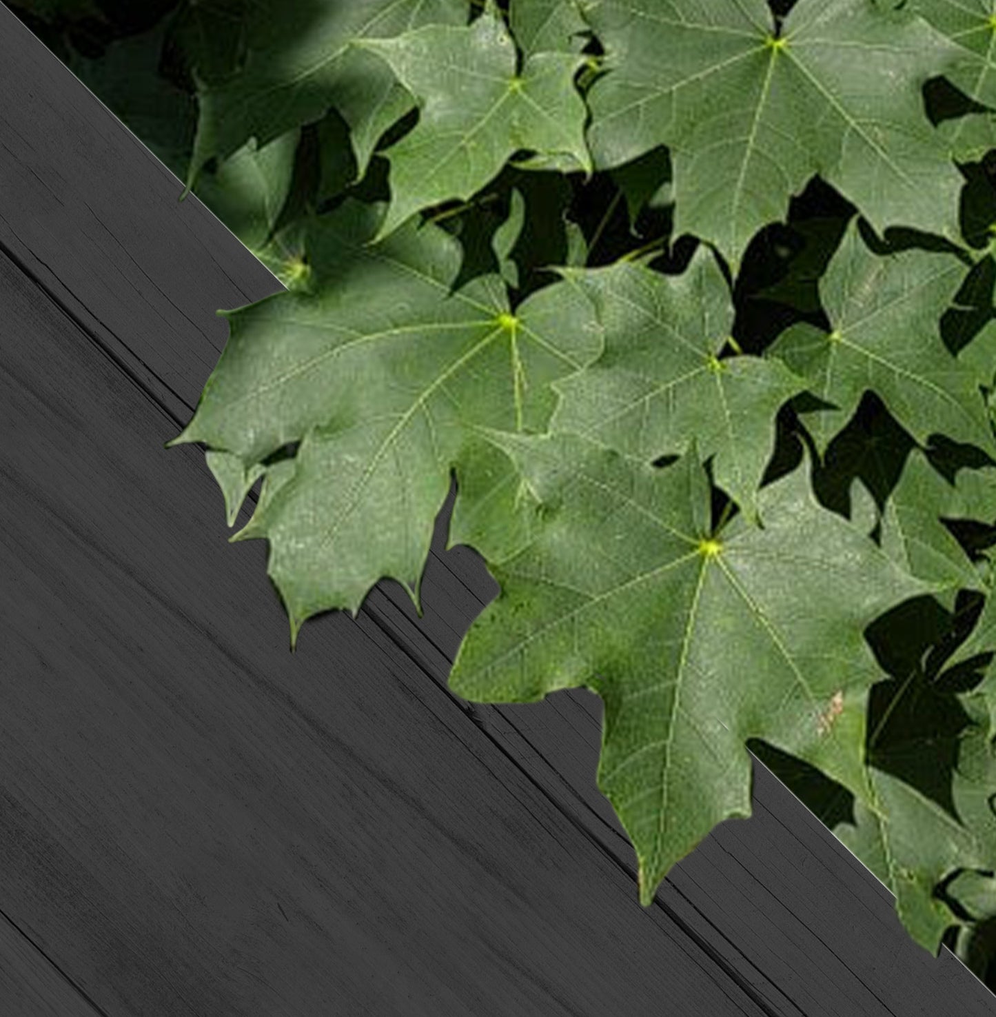 Acer platanoides blote wortel - Noorse Esdoorn 175-200cm 5 stuks