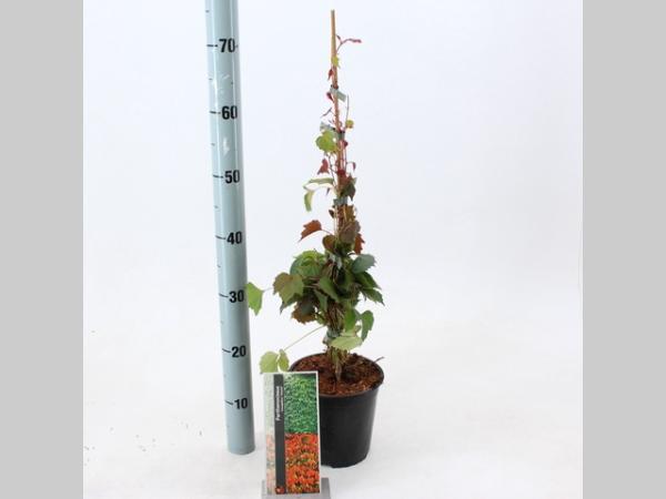 Parthenocissus tricuspidata Veitchii - 70-80, C2, STOK