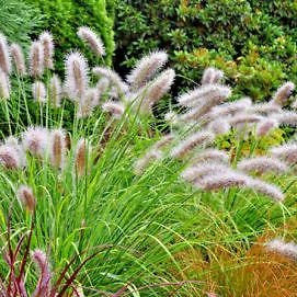Pennisetum al. 'Little Bunny'