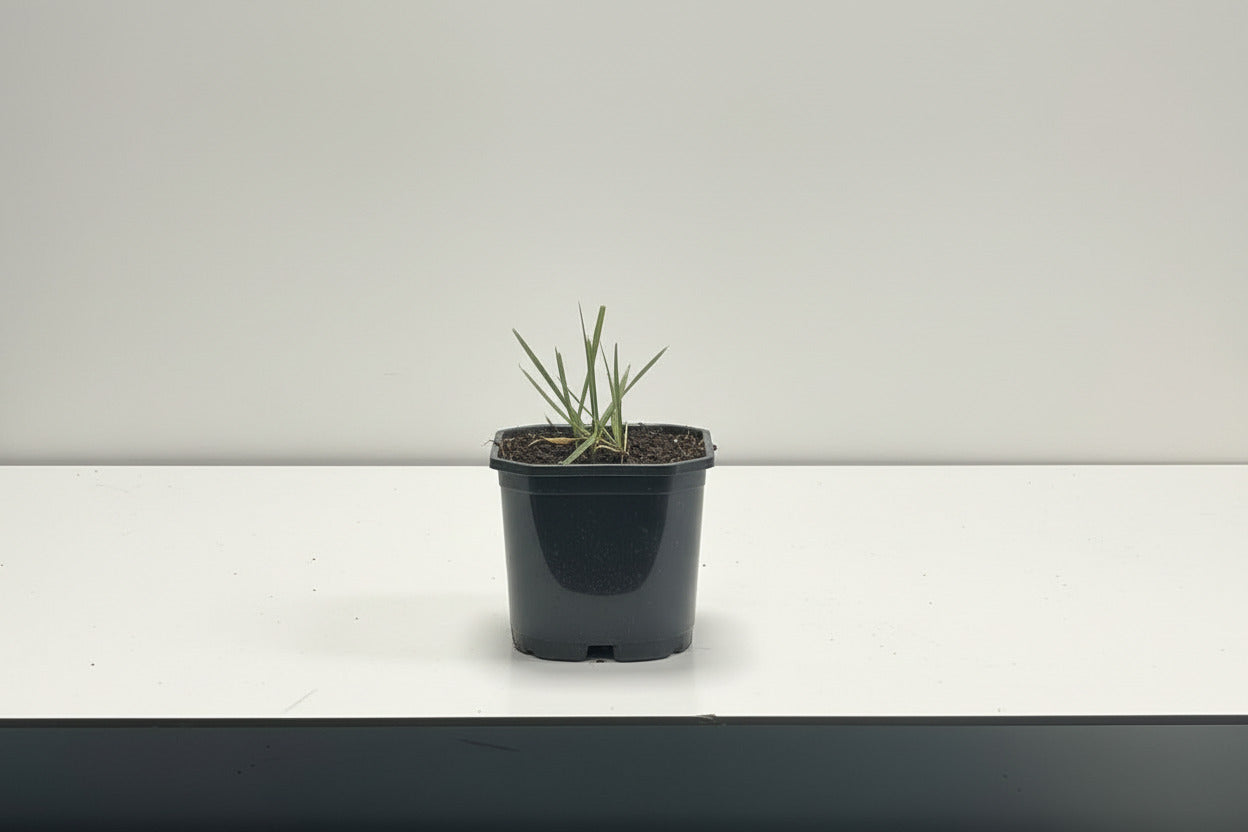 Pennisetum alopecuroides - Black Beauty p11