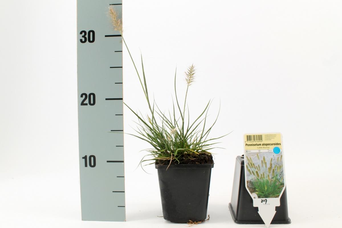 Pennisetum al. Little Bunny P9