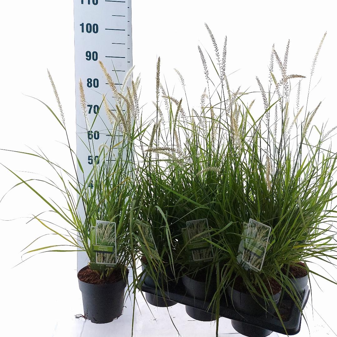 Pennisetum orientale Fairy Tails - 25-30, C2